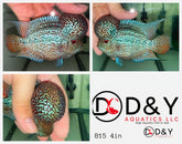 1 Male  B15 4in - Live Kamfa F3 Flowerhorn Fish - Big KOK USA Stock